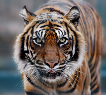 Critically endangered Siberian tiger